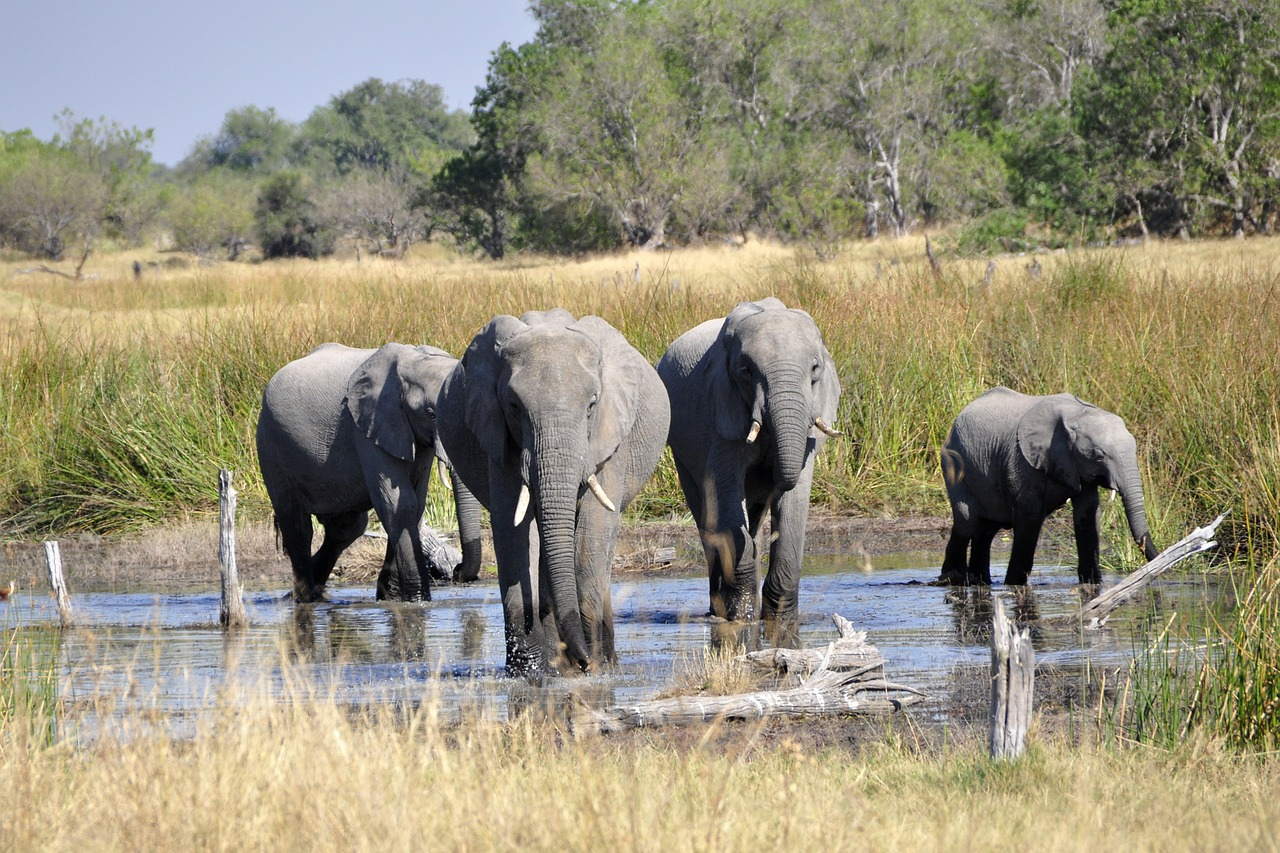 Okavango Delta In Botswana Becomes Th Unesco World Heritage Site