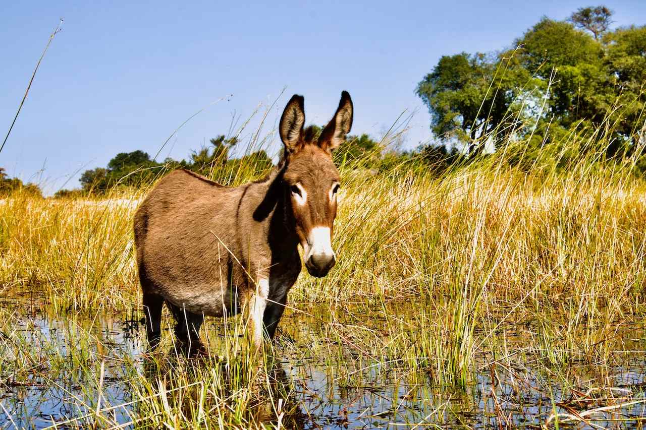 A Curious Donkey Grazing Near Nxamaseri Island Lodge, the Okavango Delta in Botswana