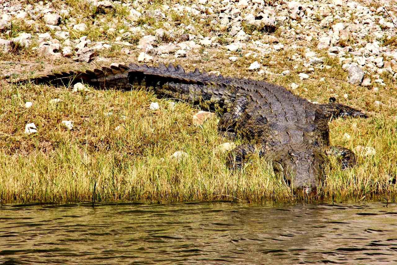 A Nile Crocodile by the Chobe River in the Chobe National Park in Botswana