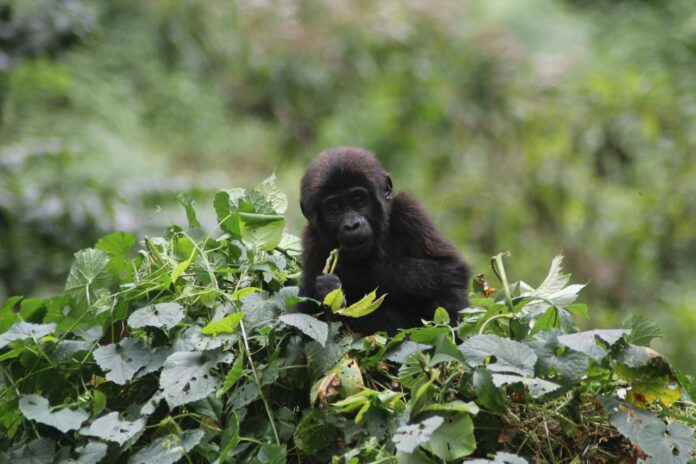 Baby Gorilla feeding at Bwindi Impenetrable National park