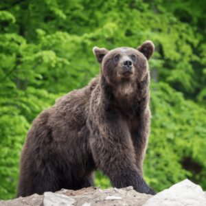 Bear, Romania