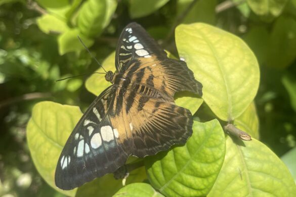 Butterfly Farm