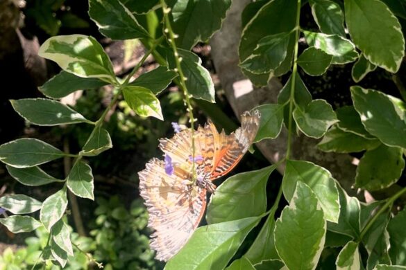 Lacewing Butterfly