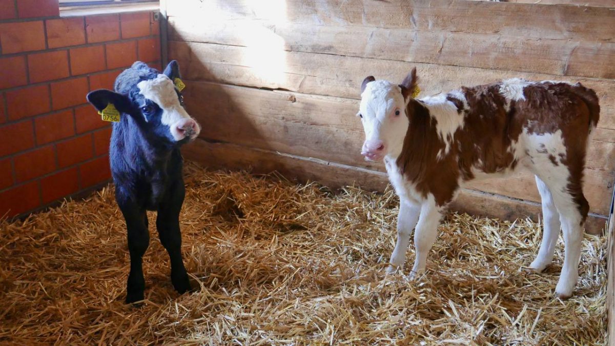 Calves Interlaken