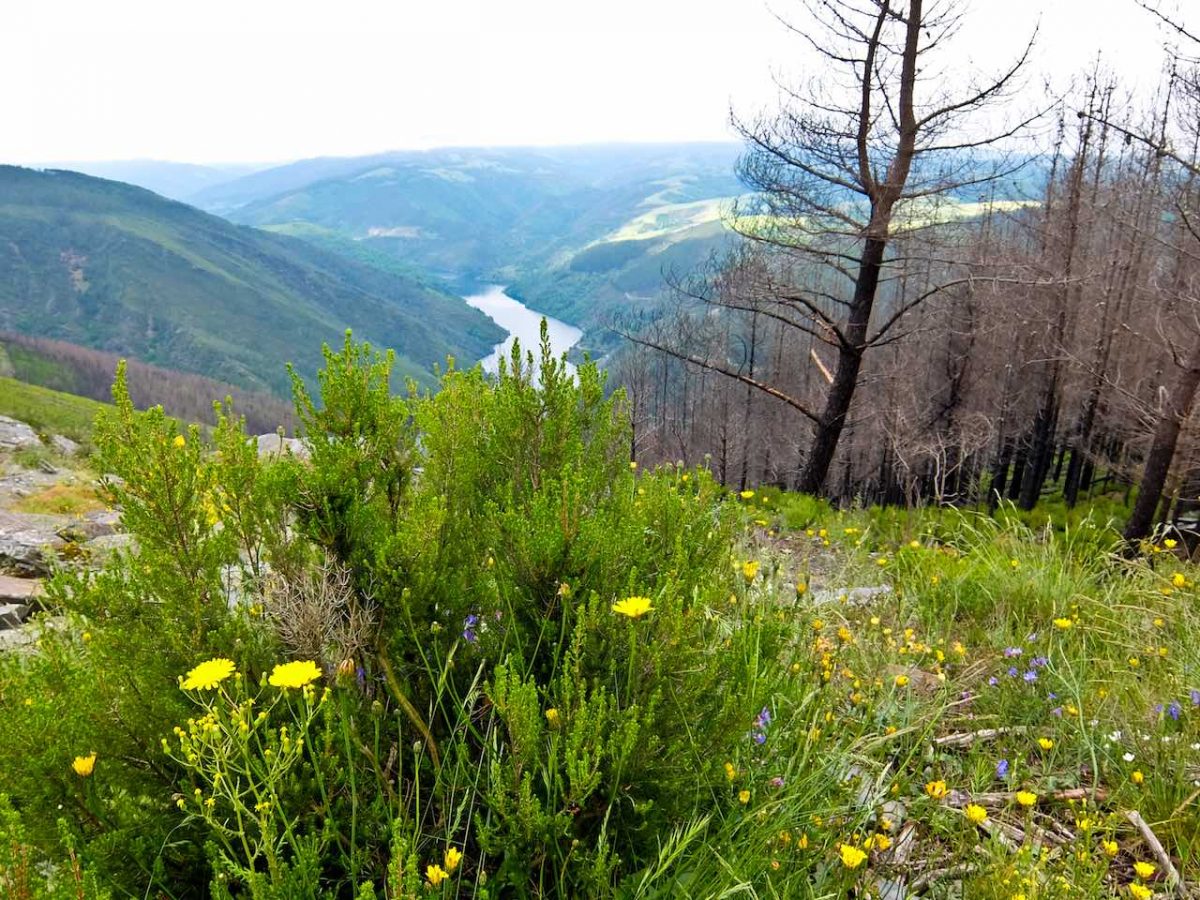 Camino de Santiago: The Original Way (Camino Primitivo), Galicia, Spain