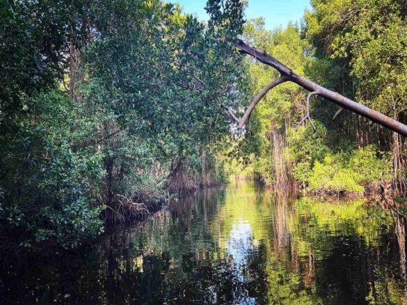 Caroni swamp Trinidad