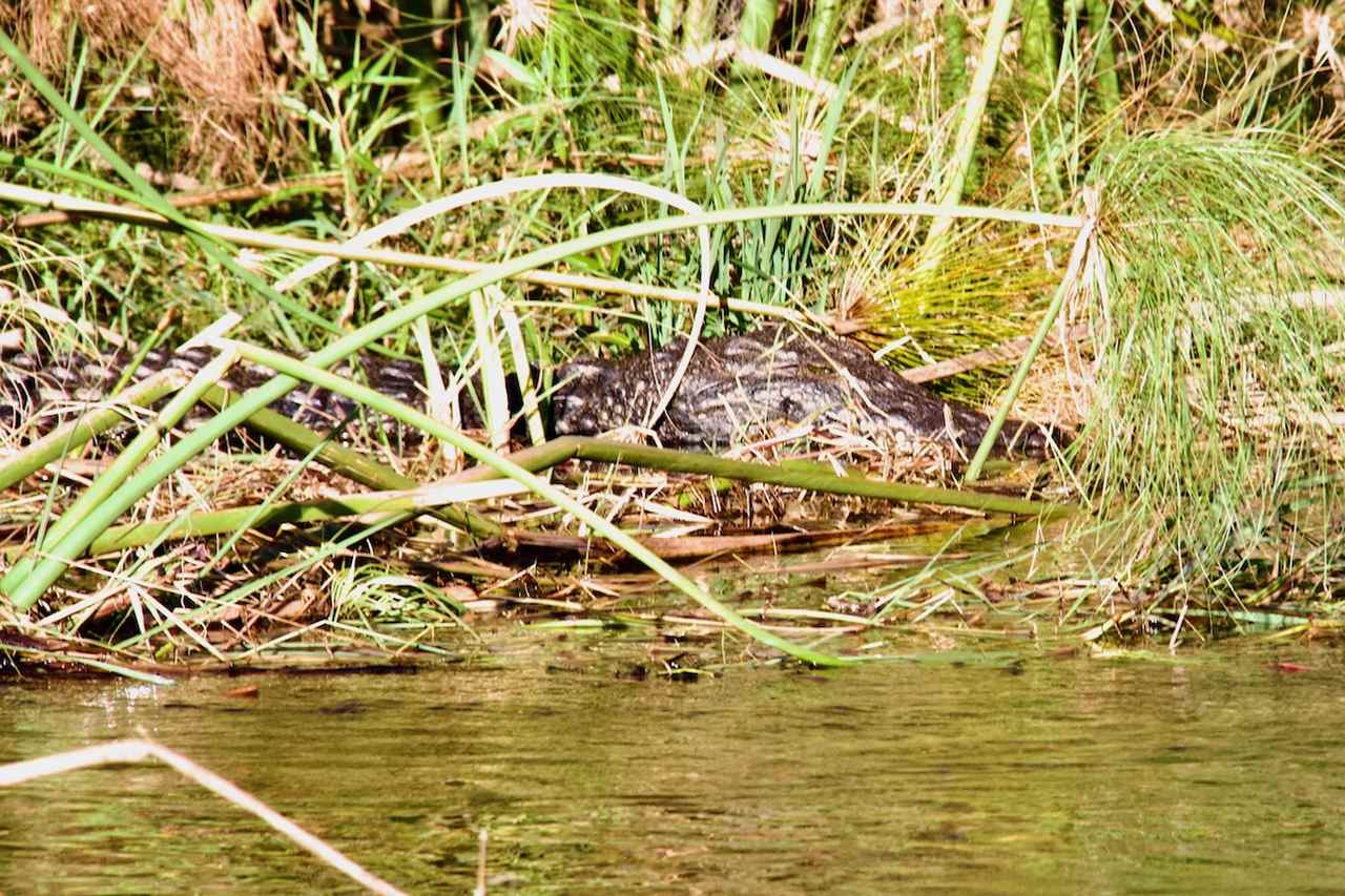 Crocodile Sleeping in the Reeds in the Okavango Delta in Botswana