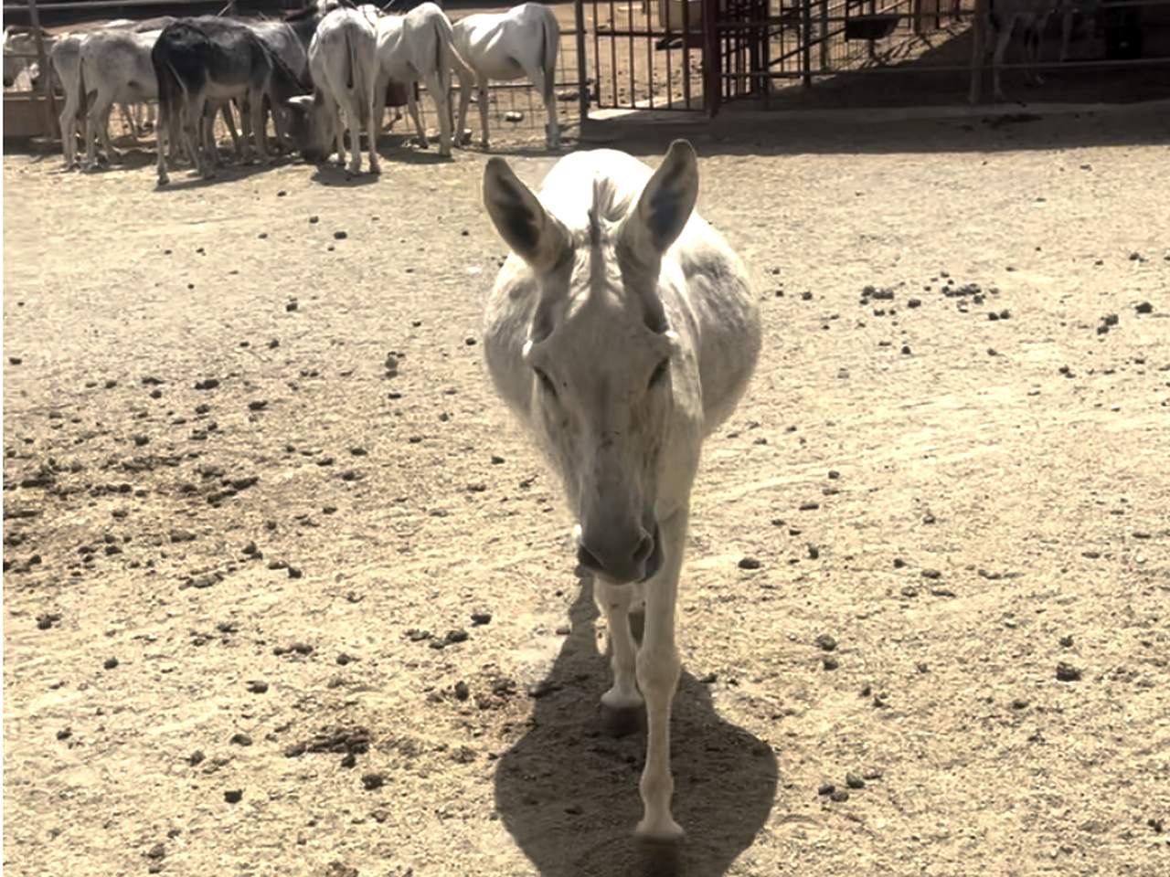 Donkey Sanctuary, Aruba