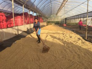 Drying coffee at Selva