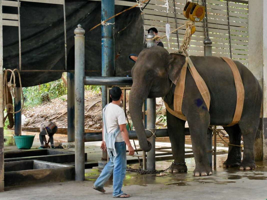 Ethical Elephant Centres in Thailand where the word “sanctuary” is more