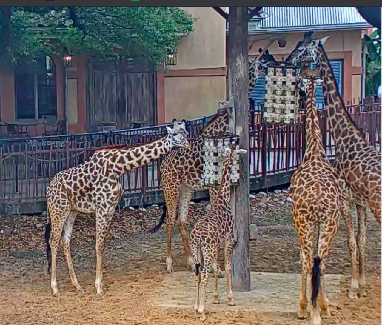 Five fabulous live zoo cams to enjoy from home