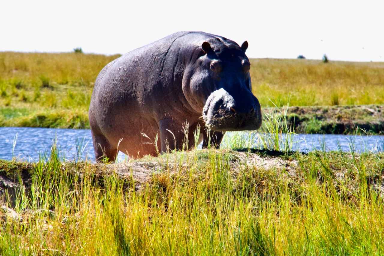 Hippo by the Chobe River in the Chobe National Park, Botswana