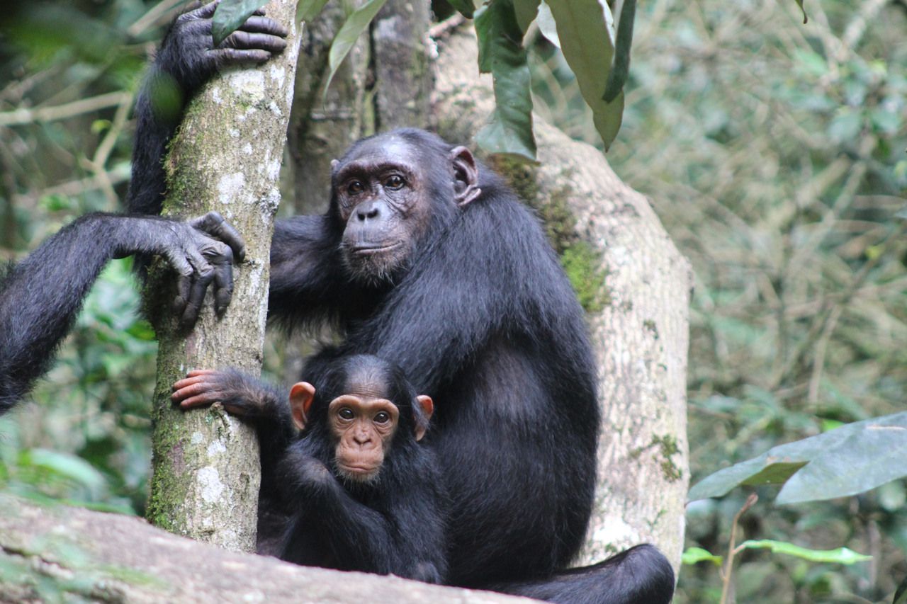 KageraSafaris_Chimpanzee - حديقة كيبالي الوطنية، أوغندا