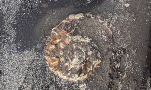 Kimmeridge Fossil 2