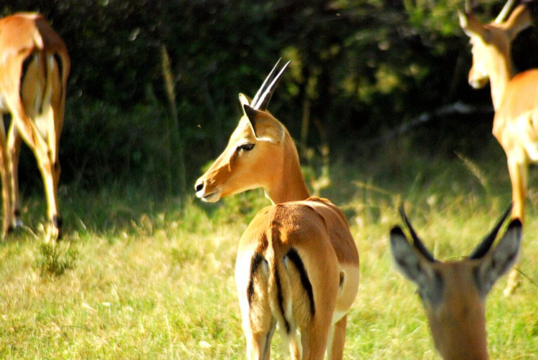 Discover the beauty of Uganda on one of these 5 wildlife safaris