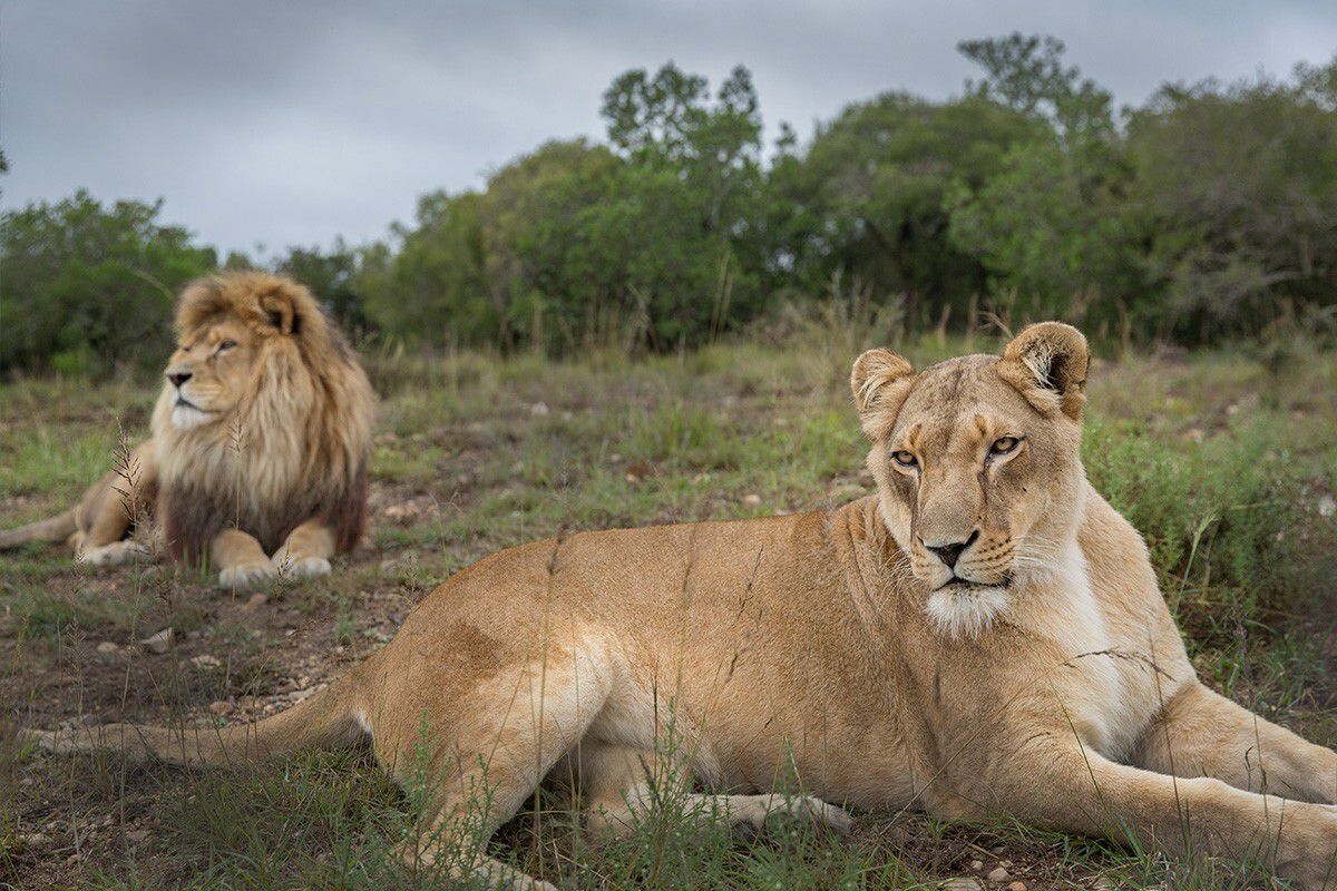 youtube african lion safari