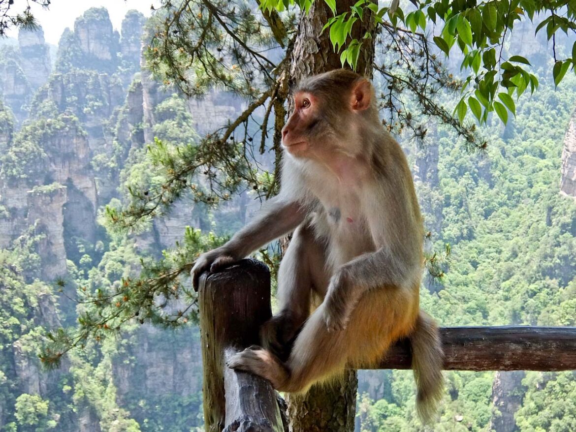 Macaque admiring view