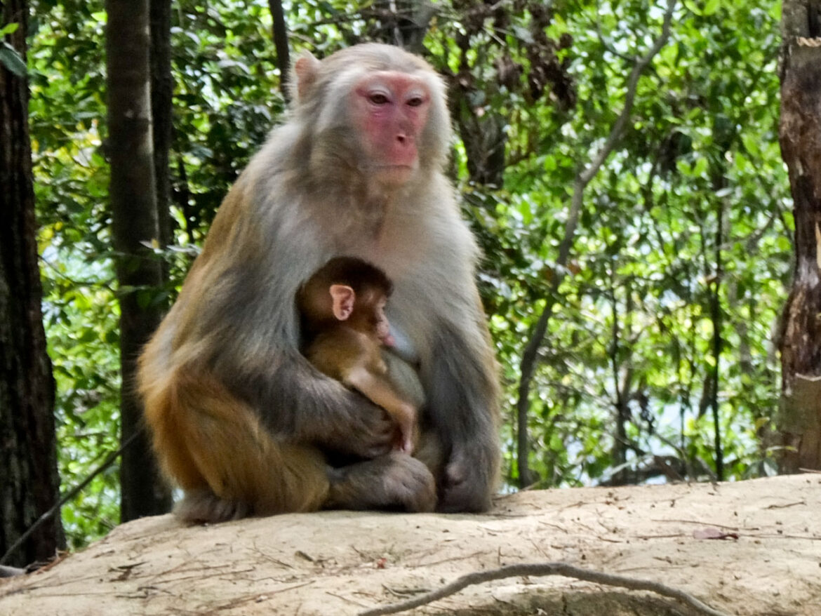 Macaque and baby