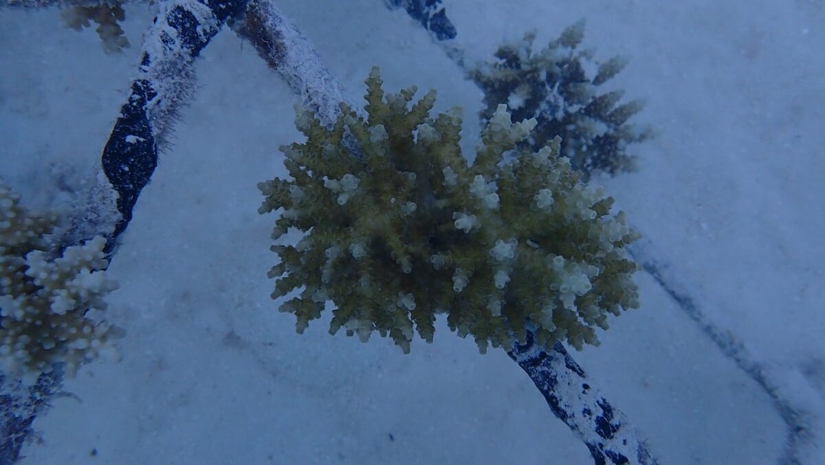 Plataforma de coral de Maldivas 2