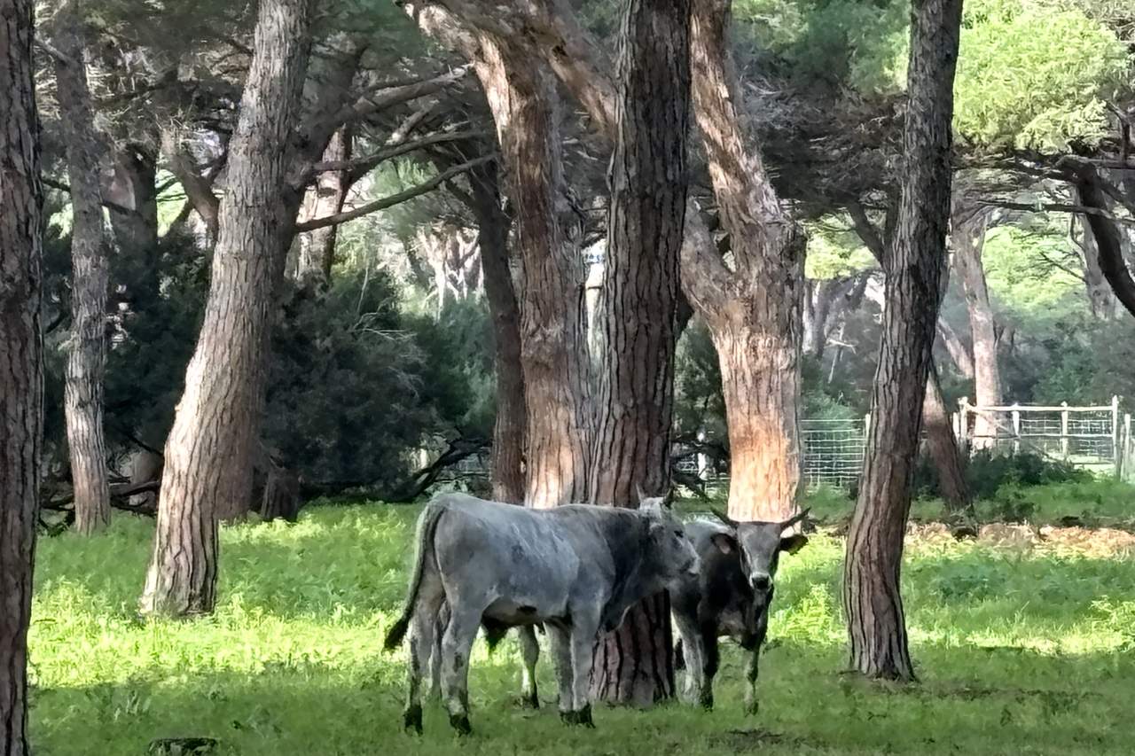 Maremma longhorn cattle