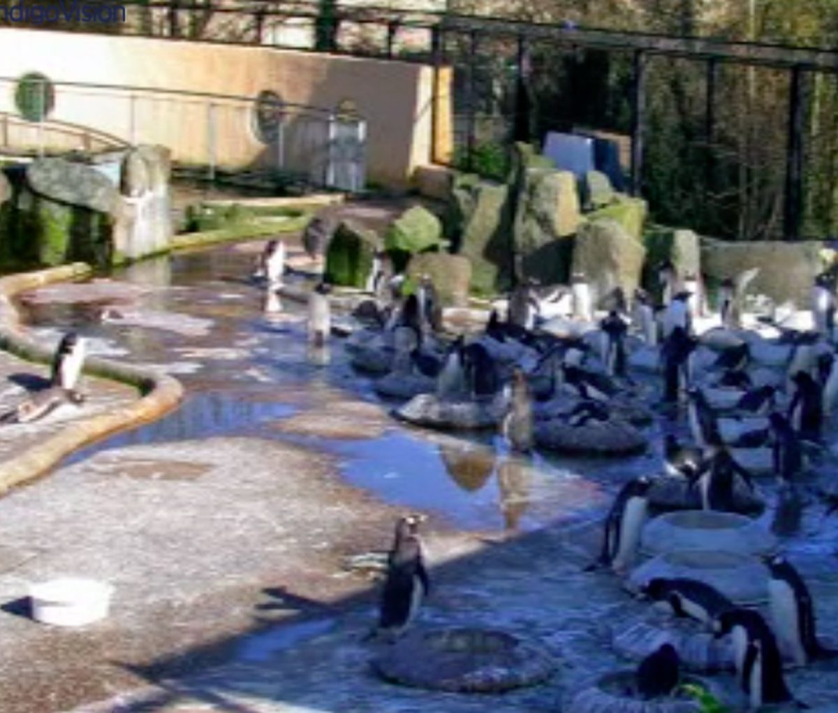 edinburgh zoo webcam