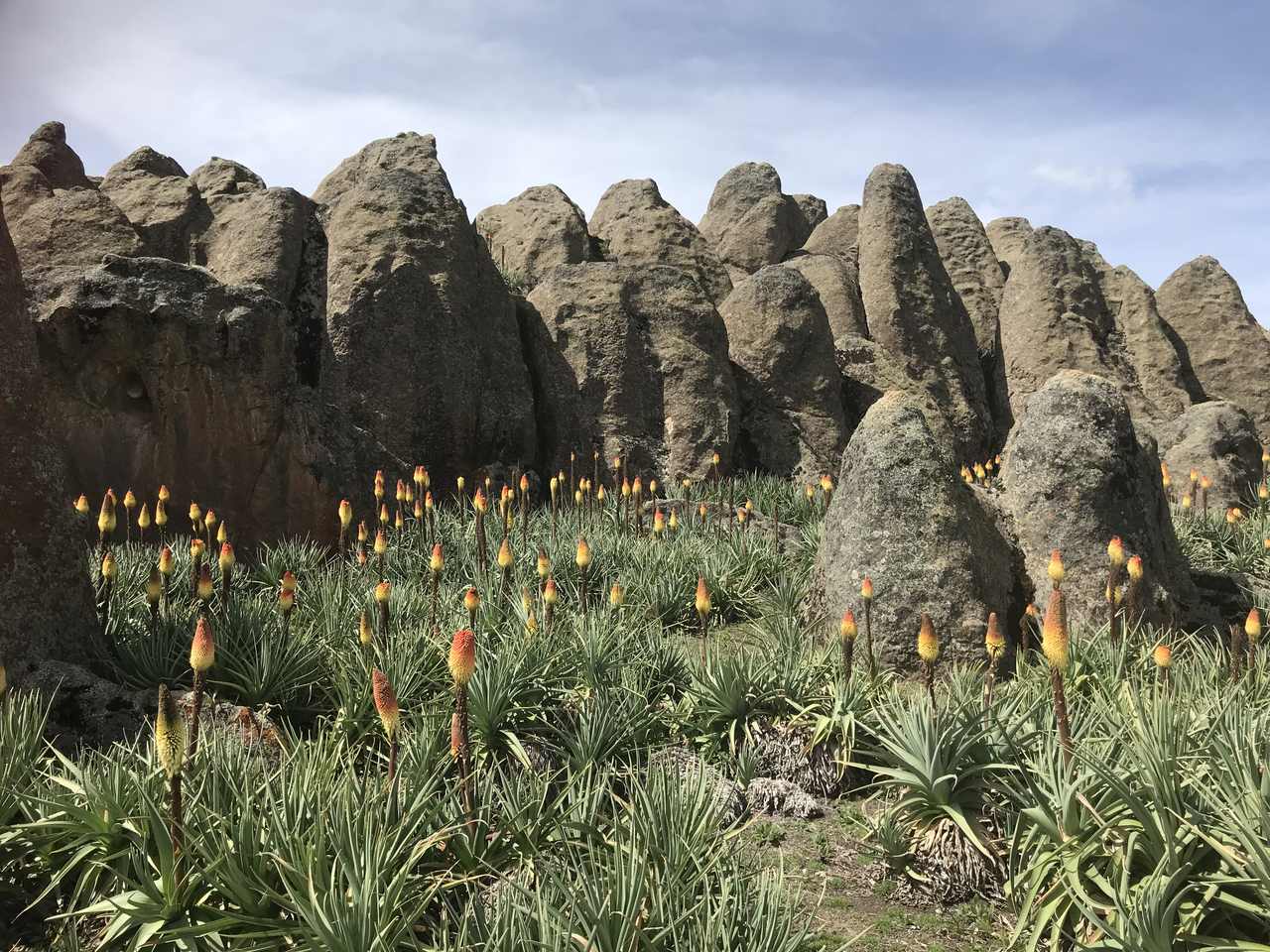 Red Hot Pokers grow wild in the Bale Mountains