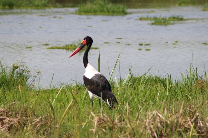 Saddle billed Stork