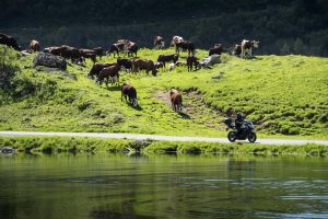 Samoëns countryside with cows