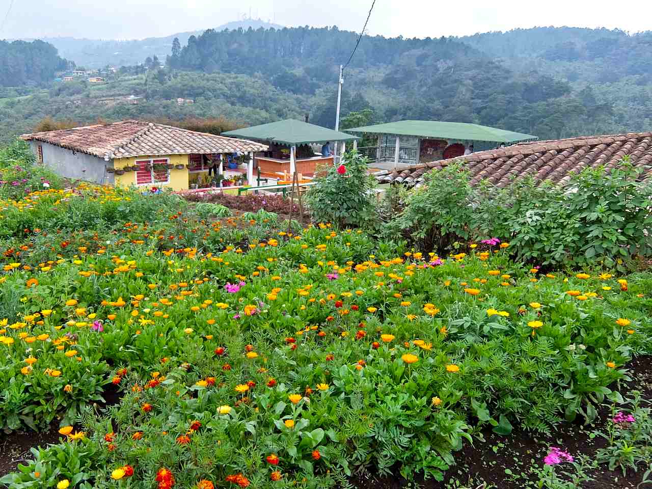 Santa Elena Flower Gardens