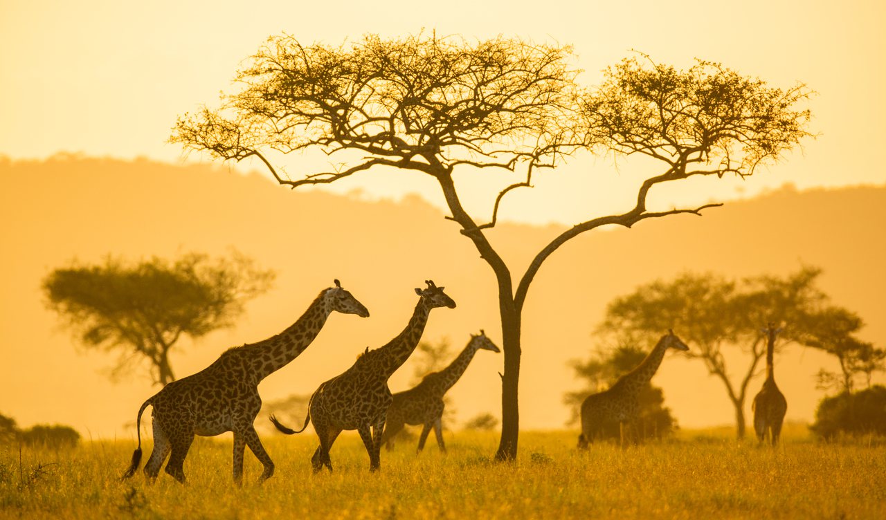 eco safari africa