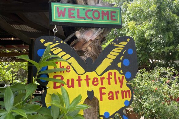 Butterfly Farm, Aruba