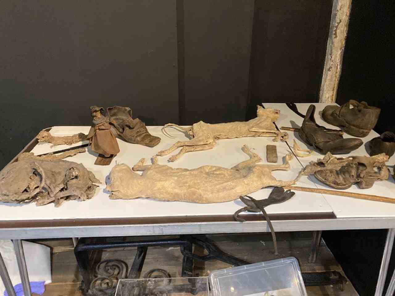 Mummified cats