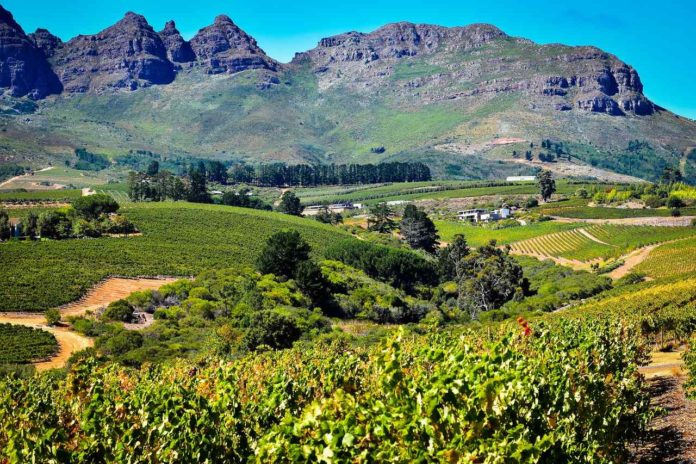 South Africa vineyard